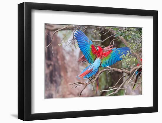 Playful Red-And-Green Macaws (Ara Chloropterus), Buraco Das Araras, Mato Grosso Do Sul, Brazil-G&M Therin-Weise-Framed Photographic Print