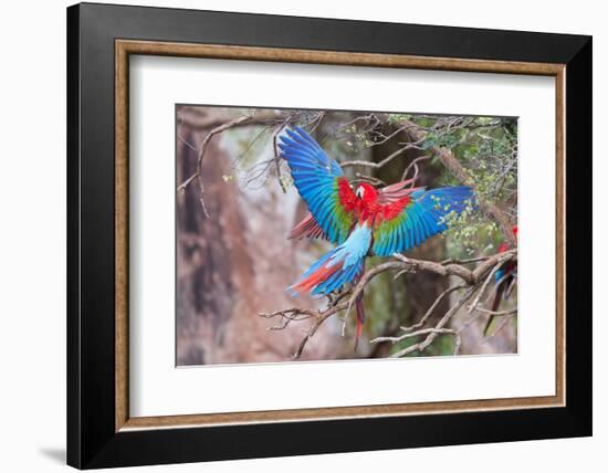 Playful Red-And-Green Macaws (Ara Chloropterus), Buraco Das Araras, Mato Grosso Do Sul, Brazil-G&M Therin-Weise-Framed Photographic Print