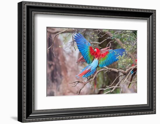 Playful Red-And-Green Macaws (Ara Chloropterus), Buraco Das Araras, Mato Grosso Do Sul, Brazil-G&M Therin-Weise-Framed Photographic Print