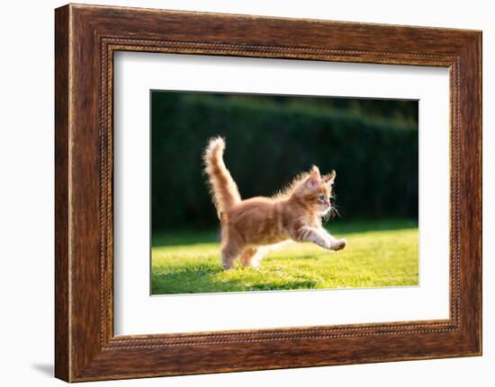Playful Red Ginger Tabby Maine Coon Kitten Running on Grass Outdoors in Sunlight-Nils Jacobi-Framed Photographic Print