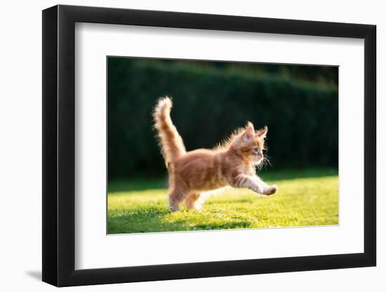 Playful Red Ginger Tabby Maine Coon Kitten Running on Grass Outdoors in Sunlight-Nils Jacobi-Framed Photographic Print