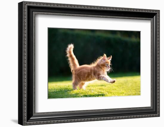 Playful Red Ginger Tabby Maine Coon Kitten Running on Grass Outdoors in Sunlight-Nils Jacobi-Framed Photographic Print