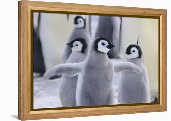 Playful Young Emperor Penguins-DLILLC-Framed Premier Image Canvas