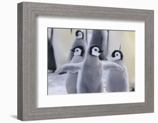 Playful Young Emperor Penguins-DLILLC-Framed Photographic Print