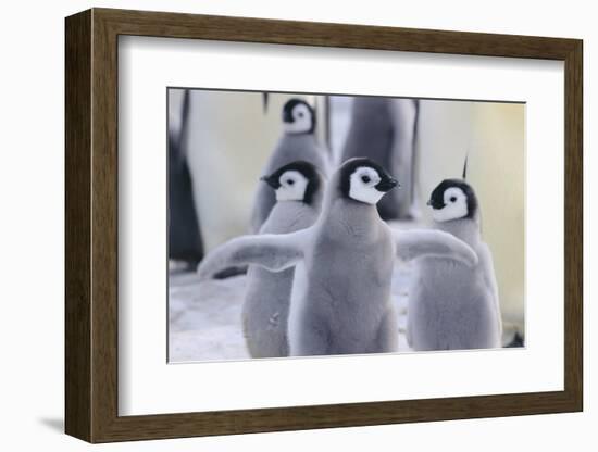 Playful Young Emperor Penguins-DLILLC-Framed Photographic Print