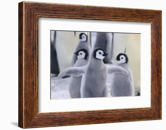 Playful Young Emperor Penguins-DLILLC-Framed Photographic Print