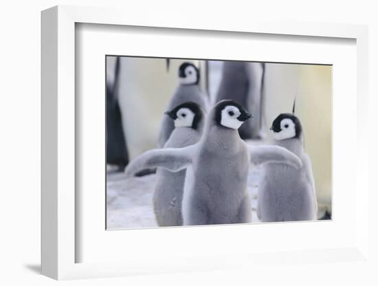 Playful Young Emperor Penguins-DLILLC-Framed Photographic Print