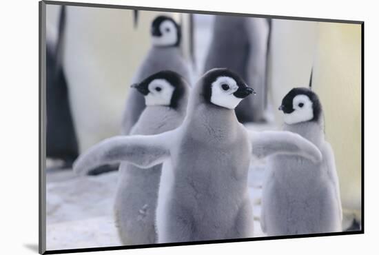 Playful Young Emperor Penguins-DLILLC-Mounted Photographic Print