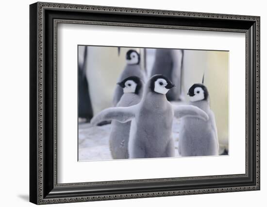 Playful Young Emperor Penguins-DLILLC-Framed Photographic Print