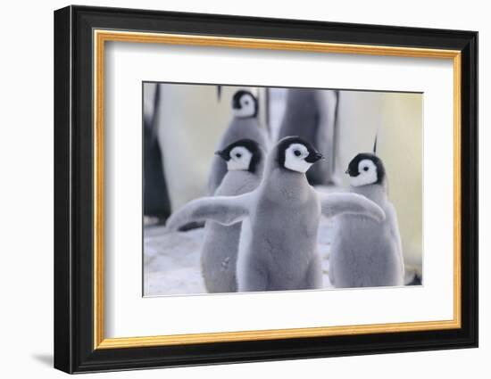 Playful Young Emperor Penguins-DLILLC-Framed Photographic Print