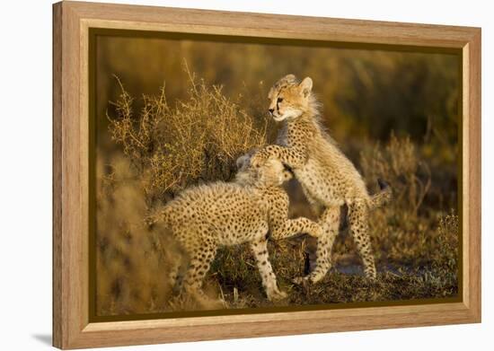 Playing Cheetah Cubs-Paul Souders-Framed Premier Image Canvas