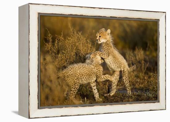 Playing Cheetah Cubs-Paul Souders-Framed Premier Image Canvas