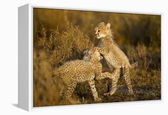 Playing Cheetah Cubs-Paul Souders-Framed Premier Image Canvas