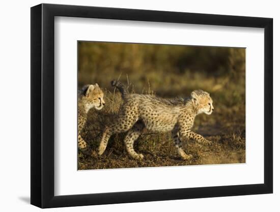 Playing Cheetah Cubs-Paul Souders-Framed Photographic Print