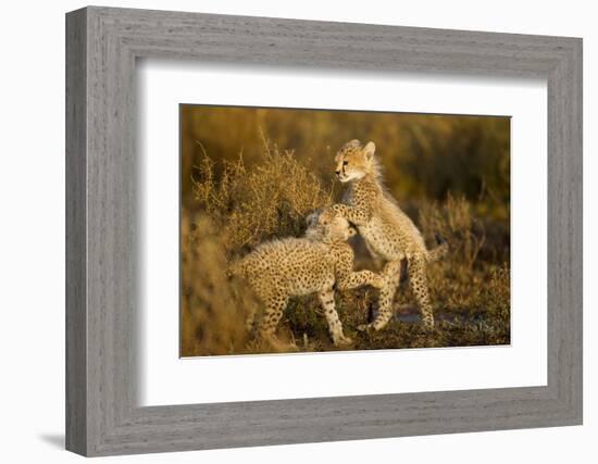 Playing Cheetah Cubs-Paul Souders-Framed Photographic Print