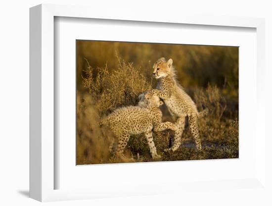 Playing Cheetah Cubs-Paul Souders-Framed Photographic Print