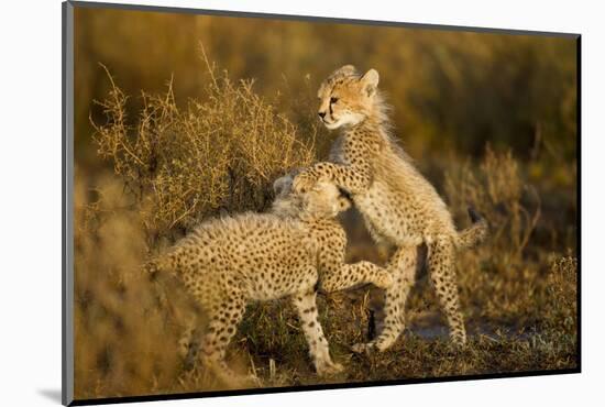 Playing Cheetah Cubs-Paul Souders-Mounted Photographic Print