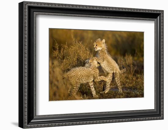 Playing Cheetah Cubs-Paul Souders-Framed Photographic Print