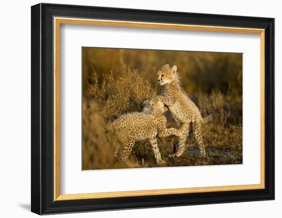 Playing Cheetah Cubs-Paul Souders-Framed Photographic Print