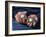 Playing Petanque, Roussillon, France, Europe-Thouvenin Guy-Framed Photographic Print