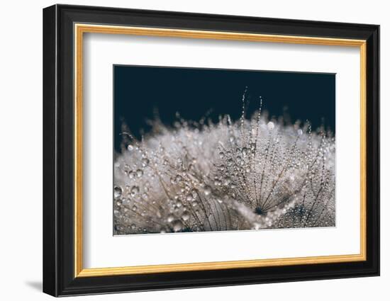 Playing with The Light-Heidi Westum-Framed Photographic Print