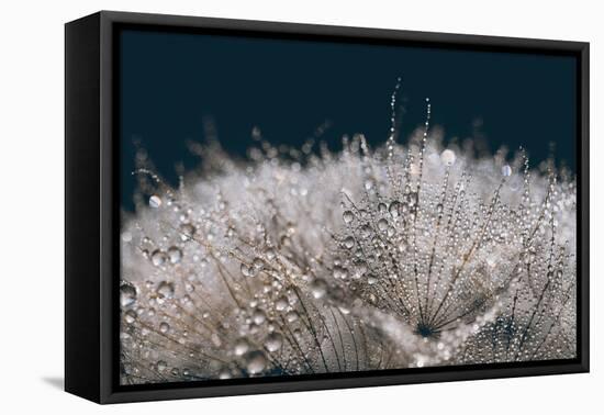 Playing with The Light-Heidi Westum-Framed Premier Image Canvas