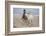 Playtime at the Beach-Susan Friedman-Framed Photographic Print