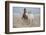 Playtime at the Beach-Susan Friedman-Framed Photographic Print