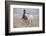 Playtime at the Beach-Susan Friedman-Framed Photographic Print