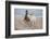 Playtime at the Beach-Susan Friedman-Framed Photographic Print