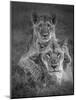 Playtime With Mama!-Ali Khataw-Mounted Photographic Print