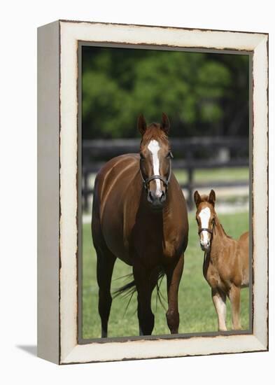 Pleasant Acres, FL-Bob Langrish-Framed Premier Image Canvas