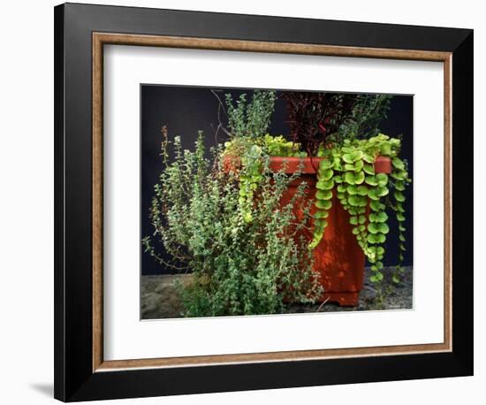 Pleasing Planter-Herb Dickinson-Framed Photographic Print