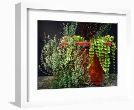 Pleasing Planter-Herb Dickinson-Framed Photographic Print