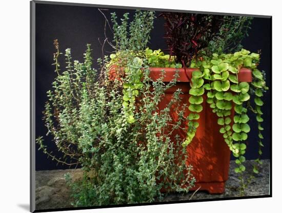 Pleasing Planter-Herb Dickinson-Mounted Photographic Print