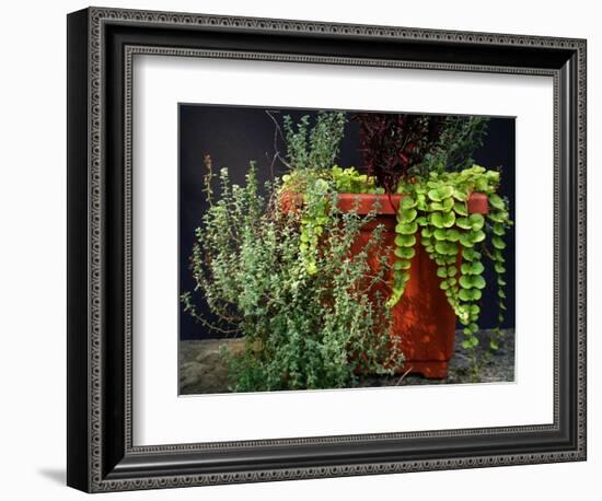 Pleasing Planter-Herb Dickinson-Framed Photographic Print