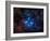 Pleiades, also known as the Seven Sisters-Stocktrek Images-Framed Photographic Print