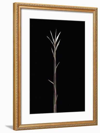 Pleioblastus Chino F. Legantissimus (Bamboo) - Shoot-Paul Starosta-Framed Photographic Print