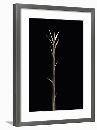 Pleioblastus Chino F. Legantissimus (Bamboo) - Shoot-Paul Starosta-Framed Photographic Print