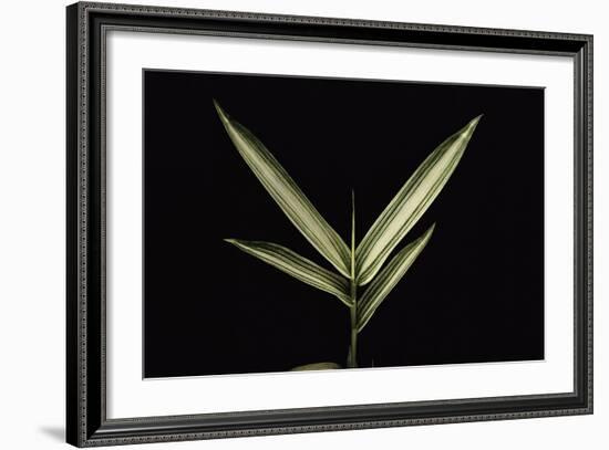 Pleioblastus Shibuyanus (Tsuboi Bamboo) - Leaf-Paul Starosta-Framed Photographic Print