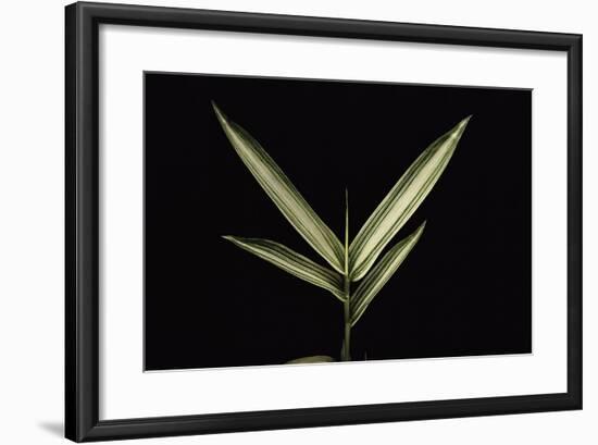 Pleioblastus Shibuyanus (Tsuboi Bamboo) - Leaf-Paul Starosta-Framed Photographic Print