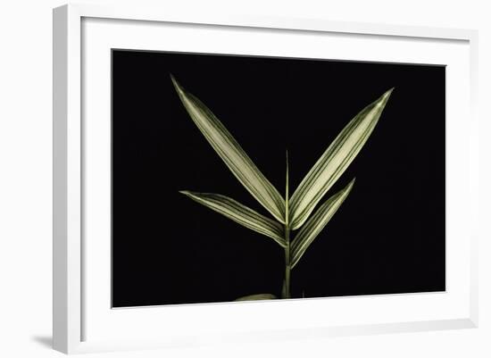 Pleioblastus Shibuyanus (Tsuboi Bamboo) - Leaf-Paul Starosta-Framed Photographic Print