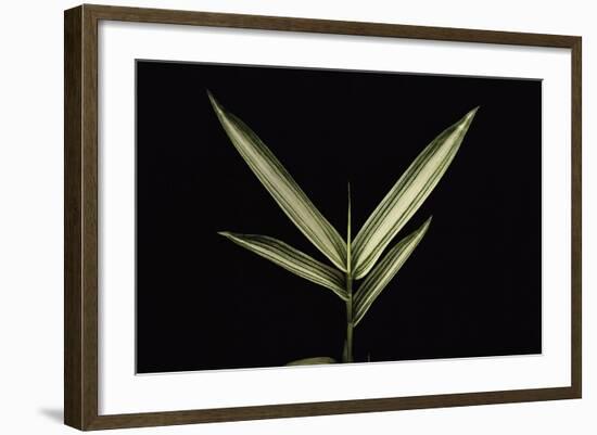 Pleioblastus Shibuyanus (Tsuboi Bamboo) - Leaf-Paul Starosta-Framed Photographic Print