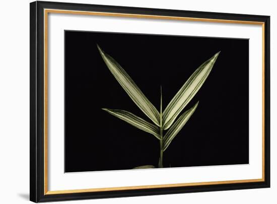 Pleioblastus Shibuyanus (Tsuboi Bamboo) - Leaf-Paul Starosta-Framed Photographic Print