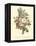 Plentiful Bouquet III-T.L. Prevost-Framed Stretched Canvas