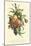 Plentiful Fruits I-Jean Louis Prevost-Mounted Art Print