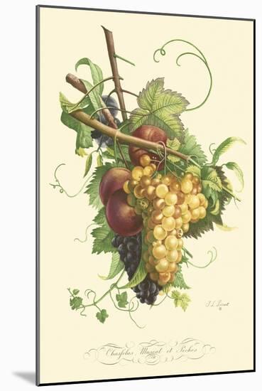 Plentiful Fruits II-Jean Louis Prevost-Mounted Art Print