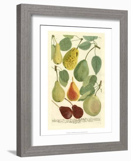 Plentiful Pears I-Johann Wilhelm Weinmann-Framed Art Print