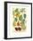 Plentiful Pears I-Johann Wilhelm Weinmann-Framed Art Print