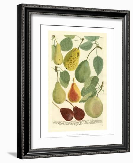 Plentiful Pears I-Johann Wilhelm Weinmann-Framed Art Print